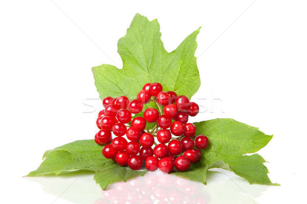 Stock foto: Beeren · rot · Blätter · isoliert · weiß · Blumen