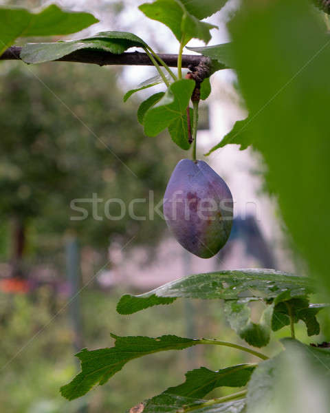 One plum on a branch in a rural garden. Eco-friendly food Stock photo © artjazz