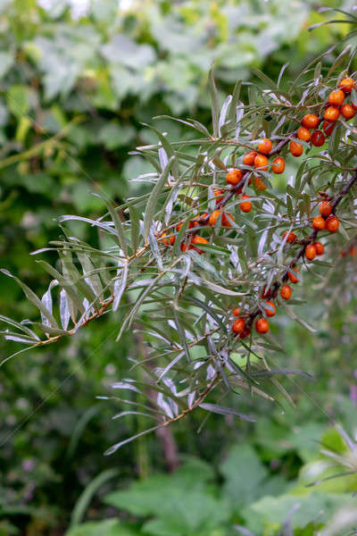 In the summer garden there is a green branch with ripe sea-buckthorn berries. Healthy food Stock photo © artjazz
