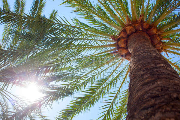 Kókuszpálma fák felső pálmafák kék ég fa Stock fotó © artjazz