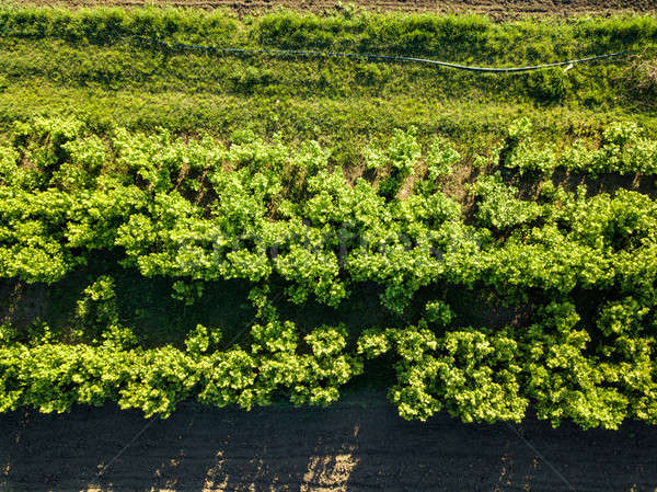 Aerial view rows of young trees, growing trees for gardening. Photo from the drone Stock photo © artjazz