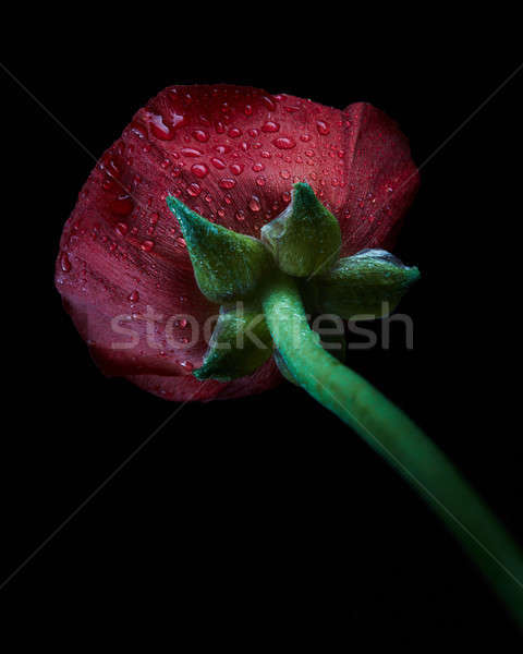 Stock photo: Ranunculus red flower buttercup with water drops on isolated bla