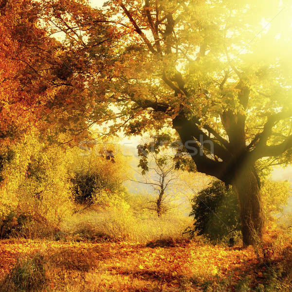 Outono floresta sol viga céu abstrato Foto stock © artjazz