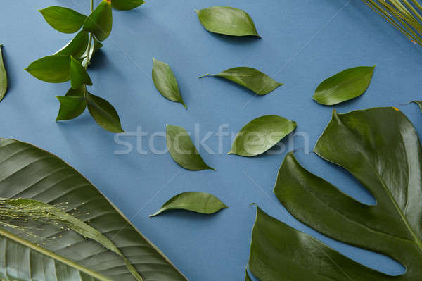 Green leaves isolated Stock photo © artjazz