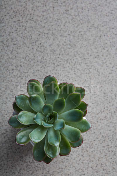 Echeveria succulent green plant on a gray marble background top view Stock photo © artjazz