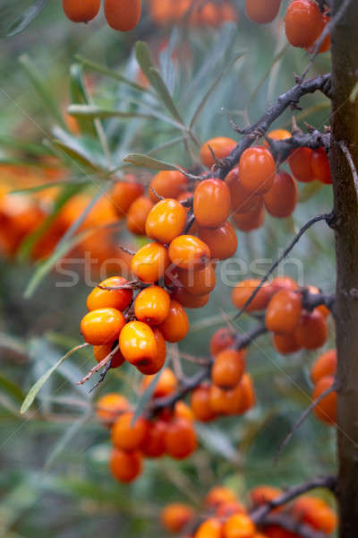 Closeup of ripe yellow sea buckthorn berries on a tree in the garden Stock photo © artjazz
