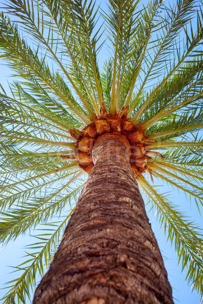 Kokospalme Bäume Perspektive Ansicht groß Palme Stock foto © artjazz