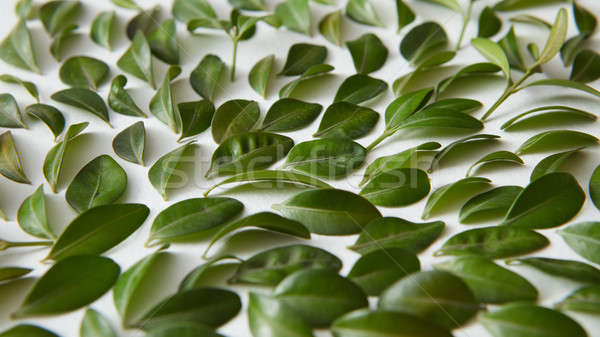 Frischen grüne Blätter selektiven Fokus Design Garten Hintergrund Stock foto © artjazz