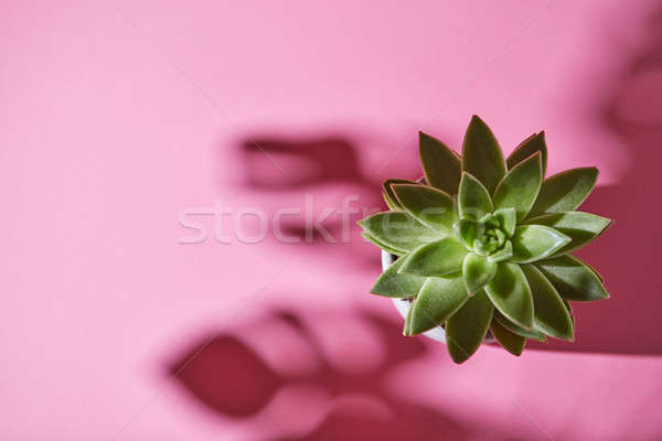 Top view shot succulent plant Echeveria with shadows from Monste Stock photo © artjazz