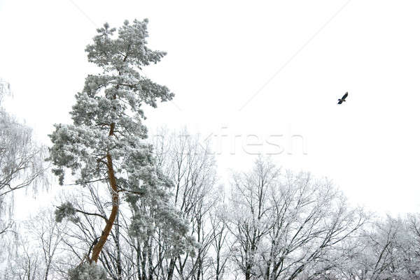 Stockfoto: Winter · bos · hemel · boom · hout · natuur