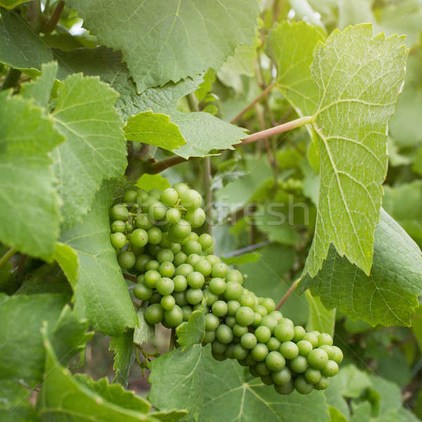 Green grape on vineyard Stock photo © artjazz
