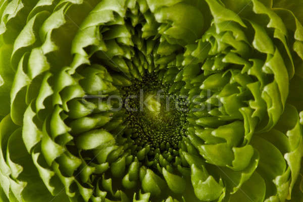 Primer plano hermosa verde flor gris clavel Foto stock © artjazz