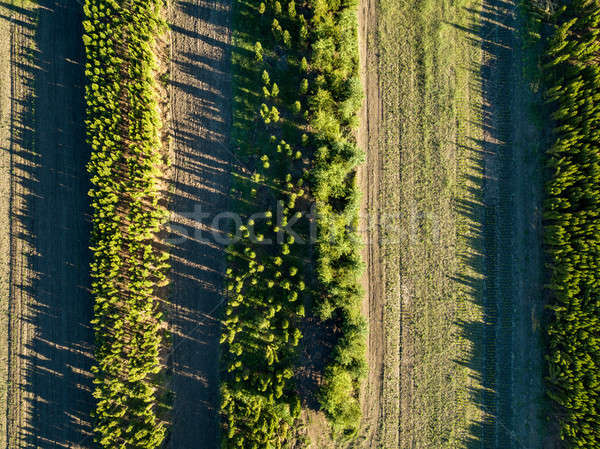 Aerial view rows of young tree seedlings on a spring sunny day. Photo from the drone Stock photo © artjazz