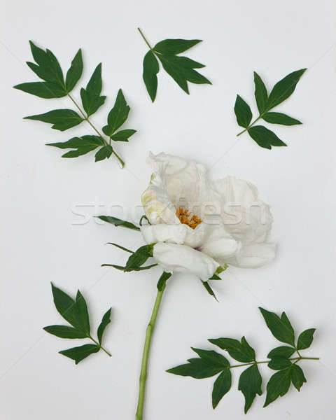 white peony with leaves isolated on white background Stock photo © artjazz