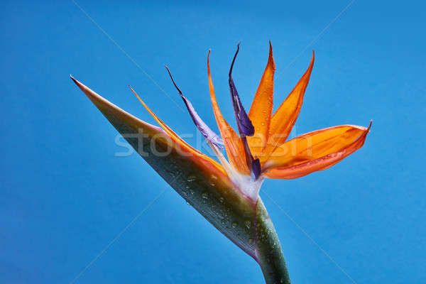 Tropical orange flower Strelitzia with green leaves on a blue ba Stock photo © artjazz