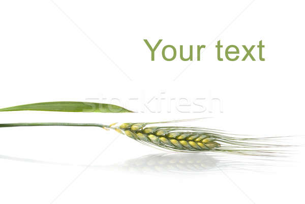 Foto stock: Verde · trigo · isolado · branco · primavera · comida