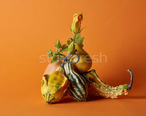Stock foto: Kürbisse · orange · unterschiedlich · Essen · Natur · Hintergrund