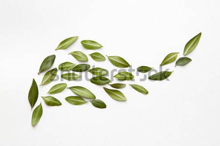 Foto stock: Floral · pequeño · hojas · verdes · blanco · agradable · ornamento