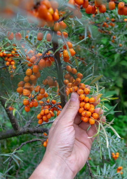 A man's hand holds a bunch of juicy orange sea-buckthorn berries in a summer garden Stock photo © artjazz
