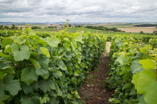 Weinberg Landschaft Frankreich Häuser Horizont Himmel Stock foto © artjazz