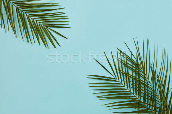 Palm leaves isolated Stock photo © artjazz