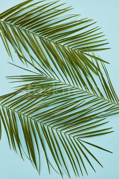 Palm leaves isolated Stock photo © artjazz