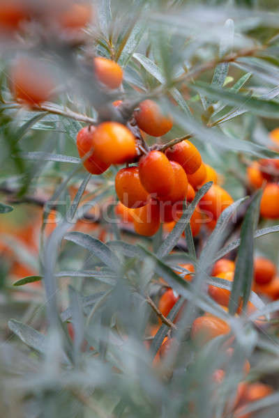 Orange organic sea-buckthorn berries on a tree in the garden Stock photo © artjazz