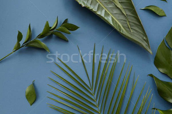 Green leaves isolated Stock photo © artjazz