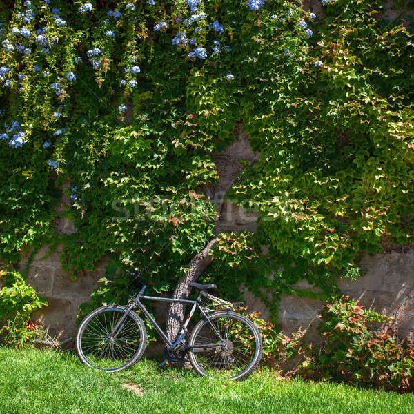Grün Farbe Inseln Fahrrad Stock foto © artjazz
