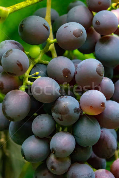 Közelkép ág piros szőlő zöld levelek bioélelmiszer köteg Stock fotó © artjazz