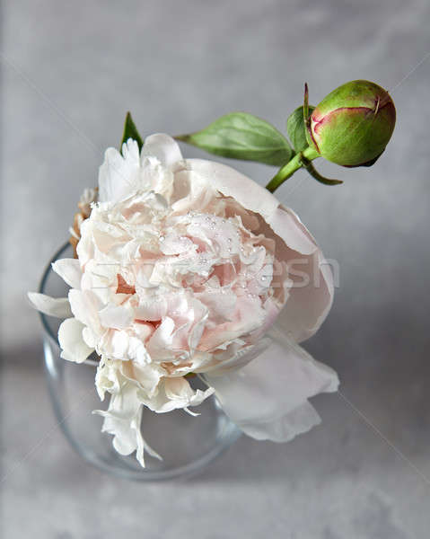 Fresh white flower peony with bud in droplets of water at a glas Stock photo © artjazz