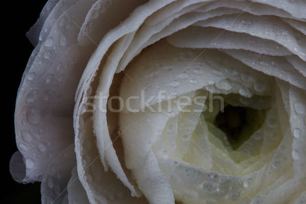 Mattina rugiada petali macro foto bianco Foto d'archivio © artjazz
