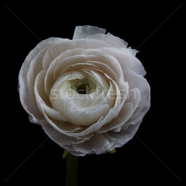 Beautiful white buttercup represented on a black background Stock photo © artjazz