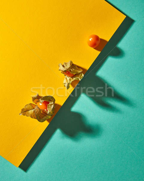 Flat lay view of the pattern of yellow physalis fruit with shadows on diagonally duotone yellow gree Stock photo © artjazz