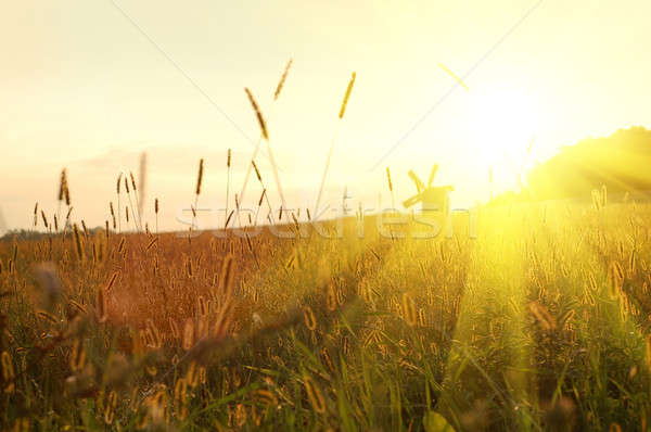 Campo puesta de sol árbol sol luz diseno Foto stock © artjazz