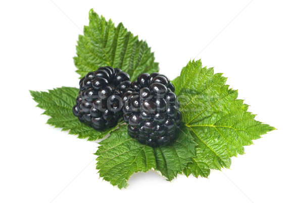 绿叶    孤立    白    春天    食品 / blackberry with green lef