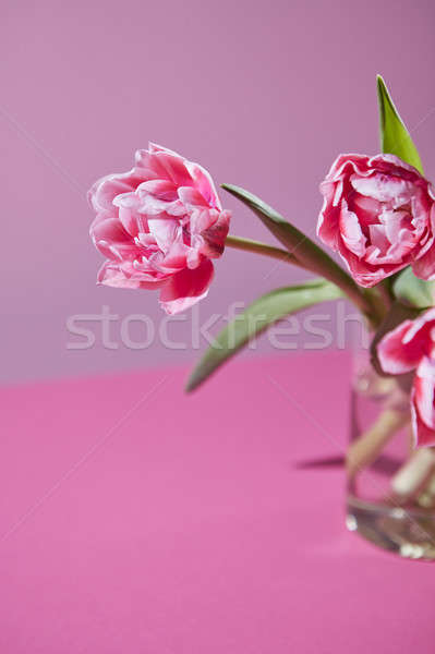 Hellen rosa Tulpen Glas Vase farbenreich Stock foto © artjazz