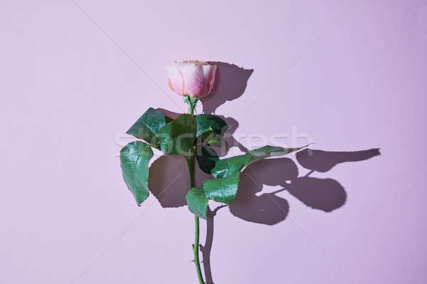 Apretado sombra aislado violeta uno Foto stock © artjazz