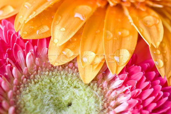 Macro of yellow and pink daisy-gerbera  Stock photo © artjazz