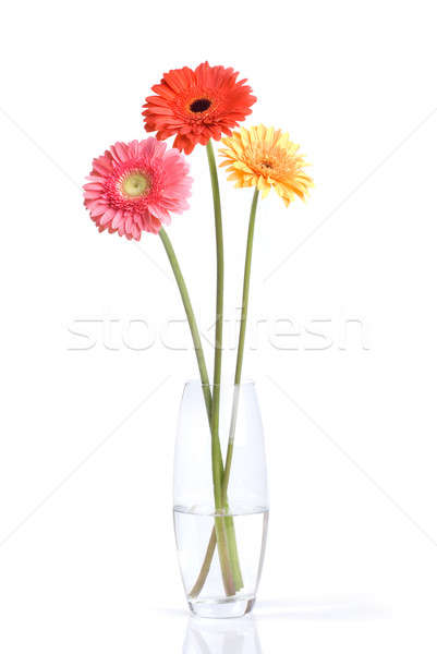 Bouquet from daisy-gerbera in glass vase isolated on white Stock photo © artjazz