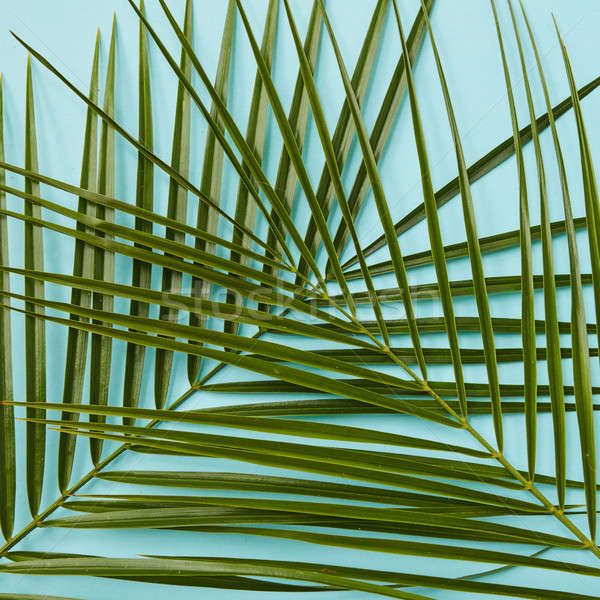 Palm leaves isolated Stock photo © artjazz