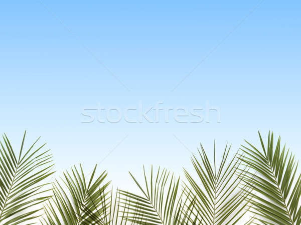 palm leaves on a blue background. Stock photo © artjazz