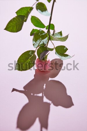 Elegáns rózsaszín rózsa lila ünnep képeslap rügy Stock fotó © artjazz