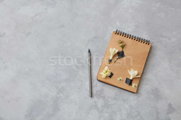 Herbarium on paper Stock photo © artjazz
