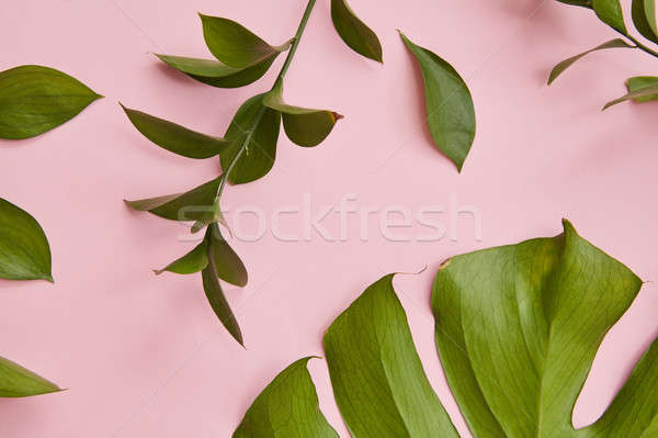 Green twigs isolated Stock photo © artjazz