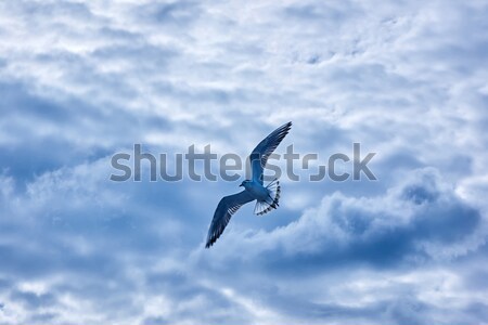 Stockfoto: Vliegen · hemel · vlucht · bewolkt · abstract