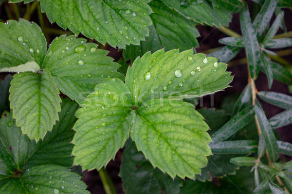 Foto stock: Verde · fresa · hojas · gotas · de · agua · naturales · jardín