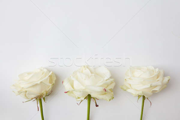 Stockfoto: Witte · bloemen · witte · mooie · drie · rozen · gebruikt