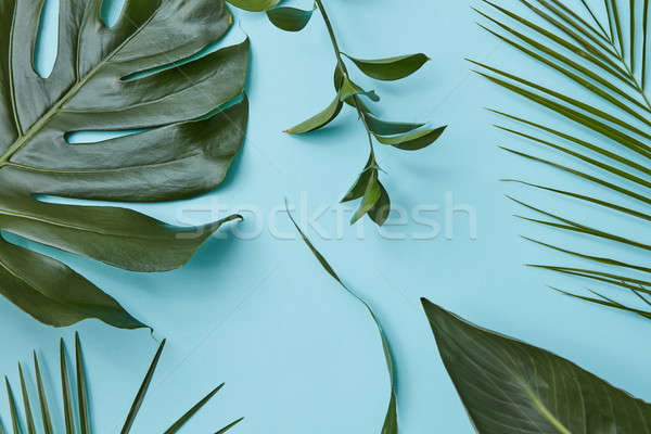 Green leaves isolated Stock photo © artjazz