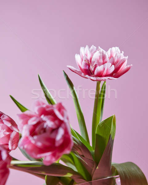 花 チューリップ 緑の葉 ピンク 開花 春 ストックフォト © artjazz